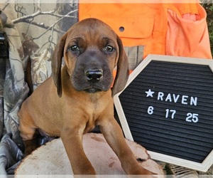 Medium Redbone Coonhound
