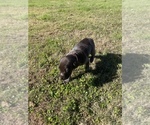 Small Photo #8 German Shorthaired Pointer Puppy For Sale in ELIZABETH CITY, NC, USA