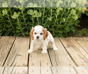 Medium Cocker Spaniel