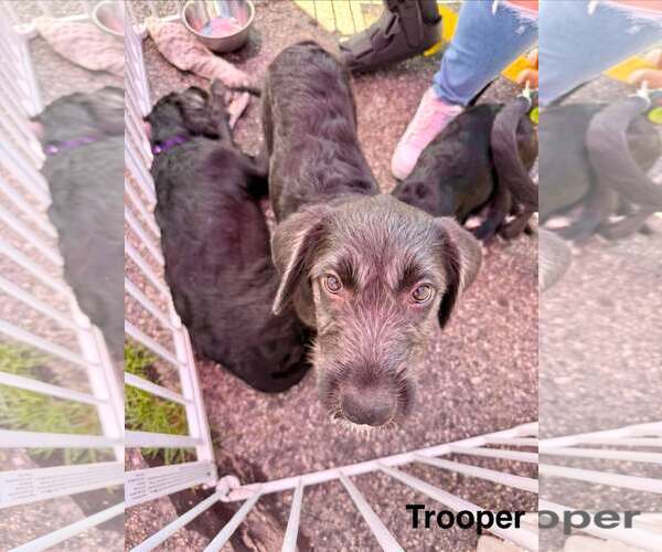 Medium Photo #5 Labrador Retriever-Unknown Mix Puppy For Sale in pomfret, CT, USA