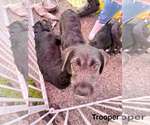 Small #4 Labrador Retriever Mix
