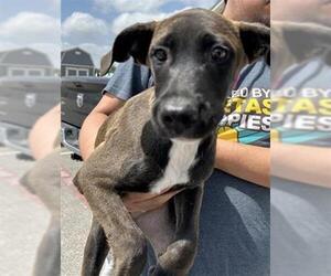 German Shorthaired Pointer-Unknown Mix Dogs for adoption in San Antonio, TX, USA