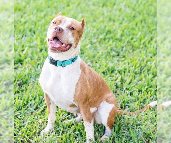 Medium Photo #2 American Pit Bull Terrier Puppy For Sale in West Palm Beach, FL, USA