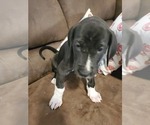 Small Photo #2 Great Dane Puppy For Sale in MANSFIELD, TX, USA