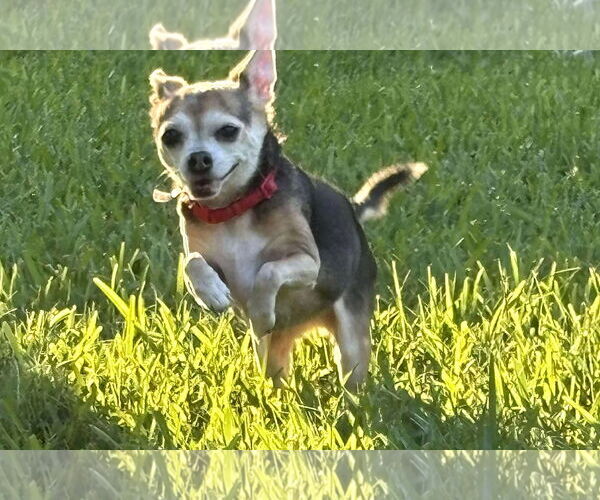 Medium Photo #37 Chihuahua-Unknown Mix Puppy For Sale in Boonton, NJ, USA