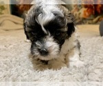 Small Photo #12 Shih-Poo-Zuchon Mix Puppy For Sale in GALENA, NV, USA