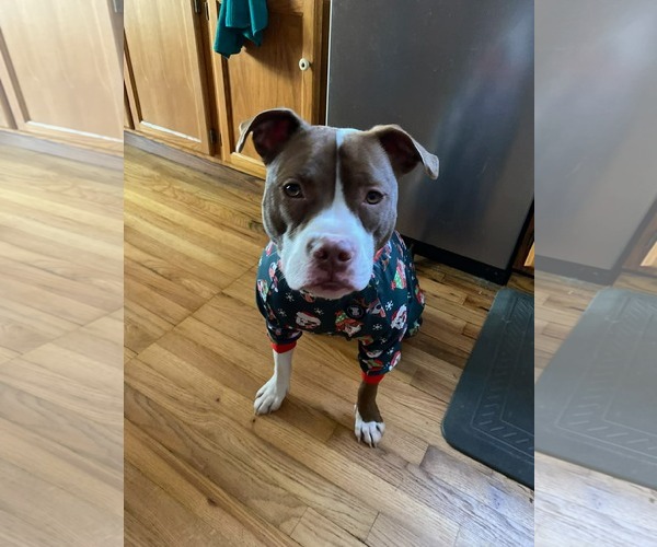 Medium Photo #6 American Pit Bull Terrier-Unknown Mix Puppy For Sale in Germantown, OH, USA