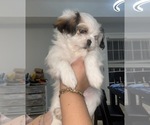 Puppy Daisy Shih Tzu