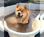 Small #2 Chow Chow Mix