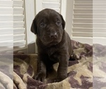 Small Photo #3 Labrador Retriever Puppy For Sale in MADISON, NC, USA