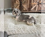 Small #3 Shih Tzu