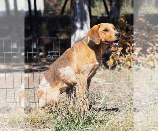 Medium Photo #3 Coonhound-Unknown Mix Puppy For Sale in Chama, NM, USA