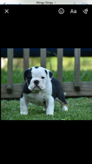 Olde English Bulldogge Puppy for sale in VERO BEACH, FL, USA