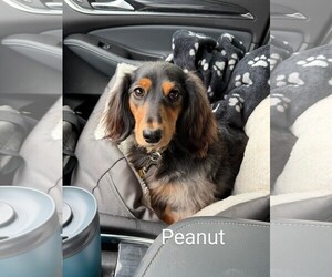 Dachshund Dogs for adoption in Sioux Falls, SD, USA
