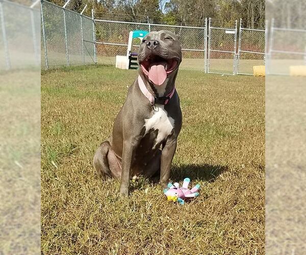 Medium Photo #1 American Pit Bull Terrier Puppy For Sale in Alexandria, VA, USA