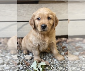 Golden Retriever Puppy for sale in FAIR HAVEN, MI, USA