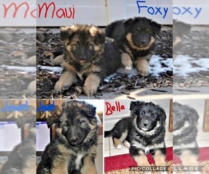 German Shepherd Dog Puppy for sale in CLEARFIELD, UT, USA
