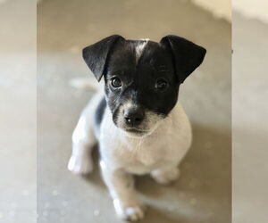 Mutt Dogs for adoption in Bellevue, WA, USA