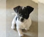 Small Mutt
