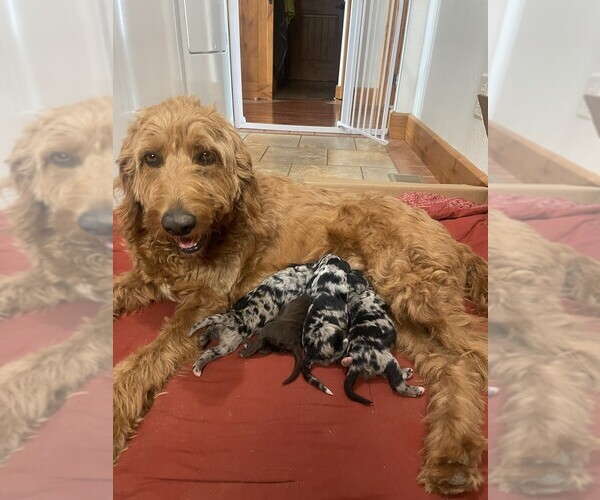 Medium Photo #6 Aussiedoodle-Goldendoodle Mix Puppy For Sale in HUTCHINSON, KS, USA