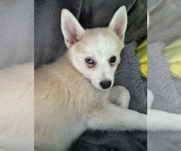 Medium Photo #208 Pomsky Puppy For Sale in LOVELAND, CO, USA