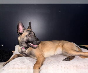 Mutt Dogs for adoption in Imlay City, MI, USA