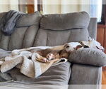 Small #18 American Pit Bull Terrier Mix