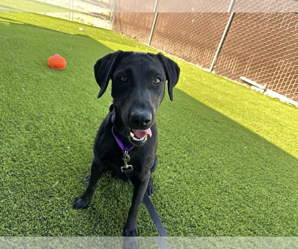 Medium Photo #3 Labrador Retriever Puppy For Sale in Clovis, CA, USA