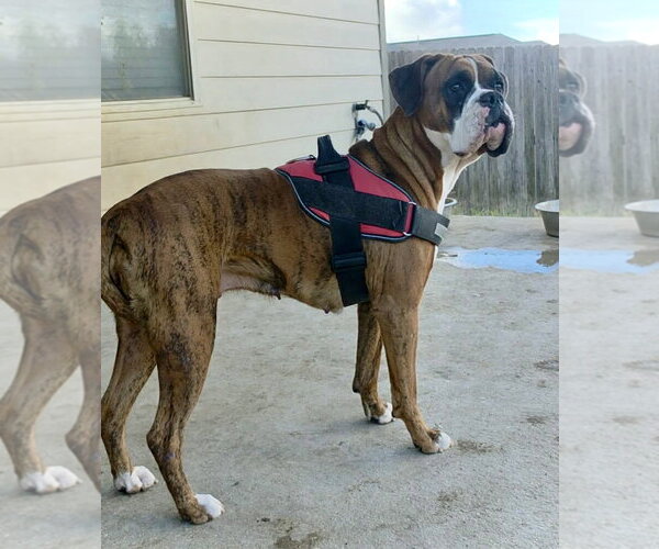 Medium Photo #2 Boxer Puppy For Sale in Dumont, NJ, USA