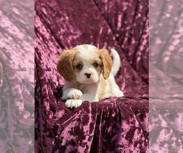 Medium Photo #1 Cavalier King Charles Spaniel Puppy For Sale in MIAMI, FL, USA