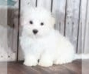 Maltese Puppy for sale in MOUNT VERNON, OH, USA