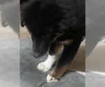 Puppy Kodiak Australian Shepherd