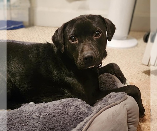 Medium Photo #16 Beagle-Border Collie Mix Puppy For Sale in White Bluff, TN, USA