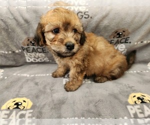 Poodle (Standard) Puppy for sale in GRANDVILLE, MI, USA
