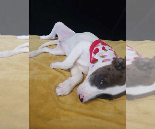 Medium Photo #4 Borador Puppy For Sale in Mt. Laurel, NJ, USA