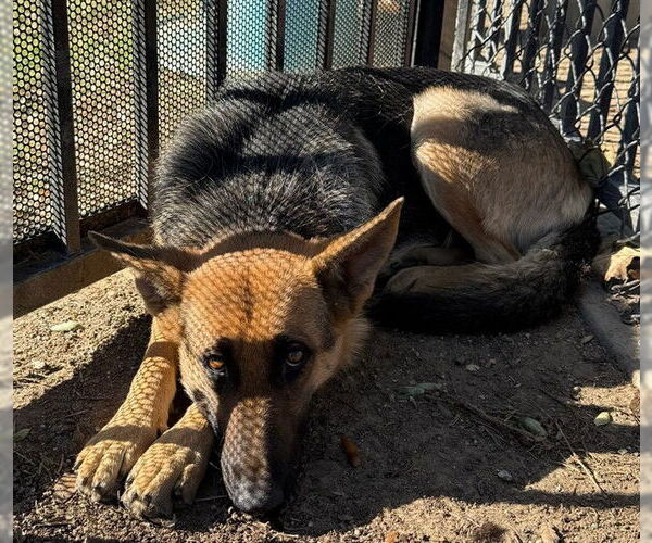 Medium Photo #1 German Shepherd Dog Puppy For Sale in Riverside, CA, USA