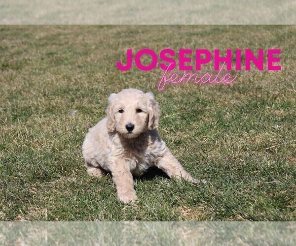Medium Photo #2 Goldendoodle Puppy For Sale in NORTH LIBERTY, IN, USA