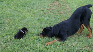 Rottweiler Puppy for sale in CEDARTOWN, GA, USA