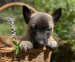 Small #9 Belgian Malinois