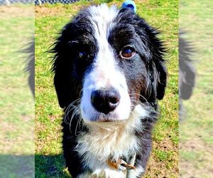 Border Collie-Unknown Mix Dogs for adoption in Emmett, ID, USA