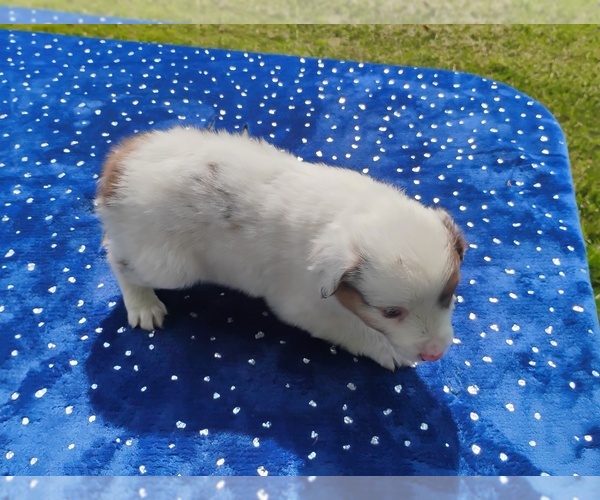 Medium Photo #6 Miniature American Shepherd Puppy For Sale in MONTGOMERY CITY, MO, USA