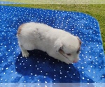 Small #5 Miniature American Shepherd