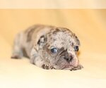 Small Photo #1 French Bulldog Puppy For Sale in GLENCOE, IL, USA