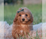 Small Photo #35 Maltipoo (Toy) Puppy For Sale in WARSAW, IN, USA
