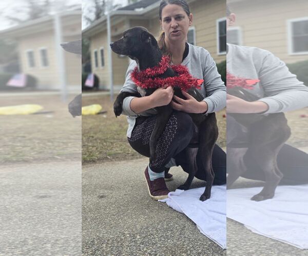 Medium Photo #6 Labrador Retriever-Unknown Mix Puppy For Sale in Orangeburg, SC, USA