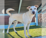 Small #1 Huskies -Labrador Retriever Mix