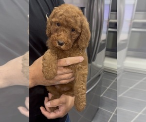 Goldendoodle (Miniature) Puppy for sale in SAN ANTONIO, TX, USA