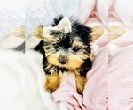 Small #25 Yorkshire Terrier