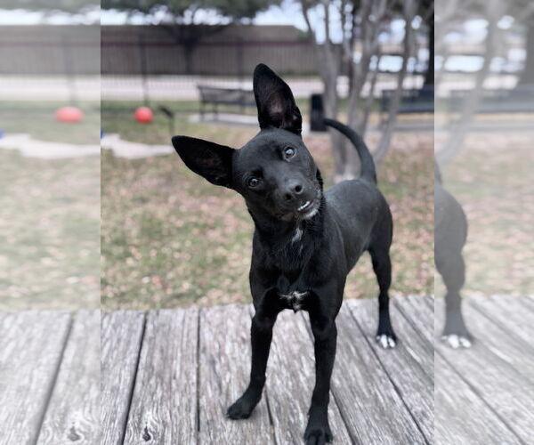 Medium Photo #1 Australian Kelpie-Unknown Mix Puppy For Sale in Rowlett, TX, USA