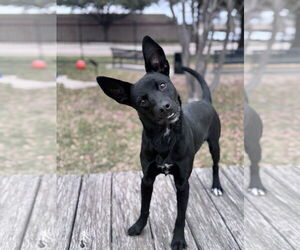 Australian Kelpie-Unknown Mix Dogs for adoption in Rowlett, TX, USA